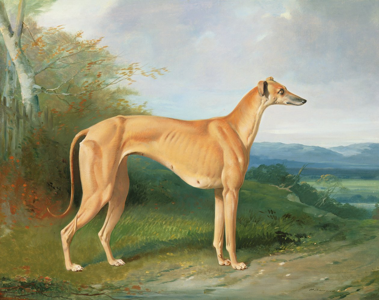 A cadela Greyhound Lydia de Henry Barraud