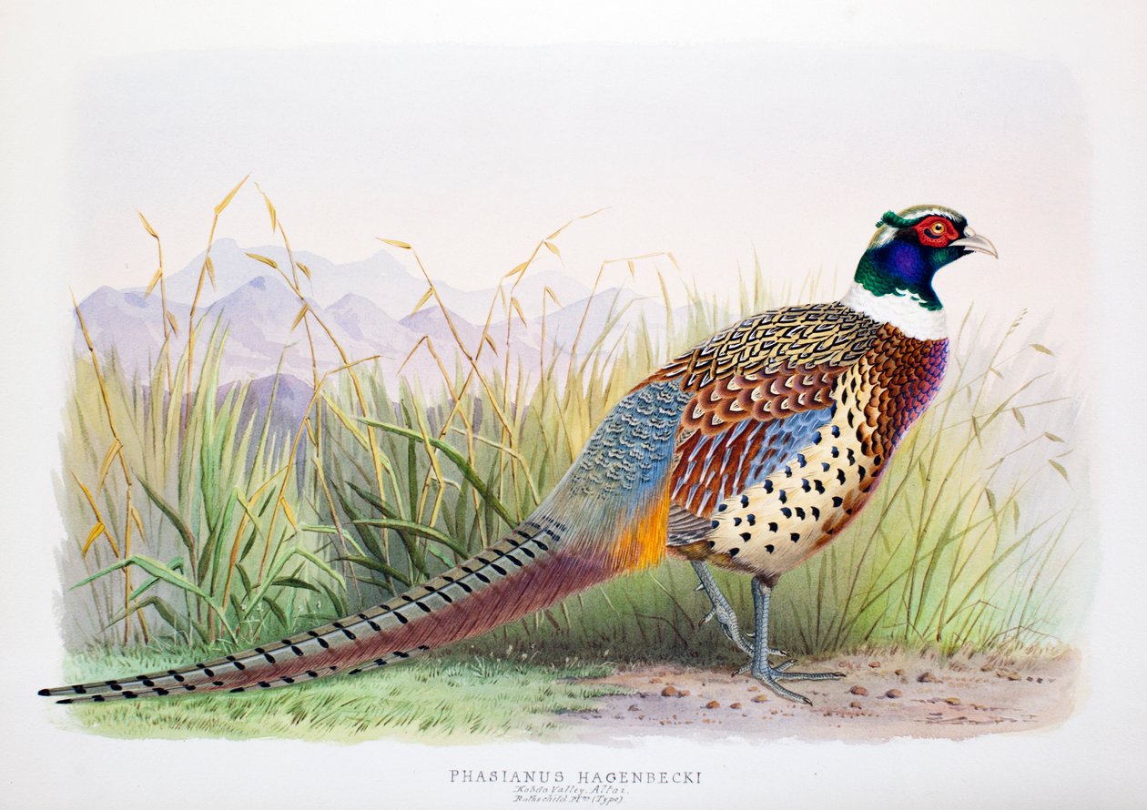 Phasianus hagenbecki, 1906-7 de Henry Jones