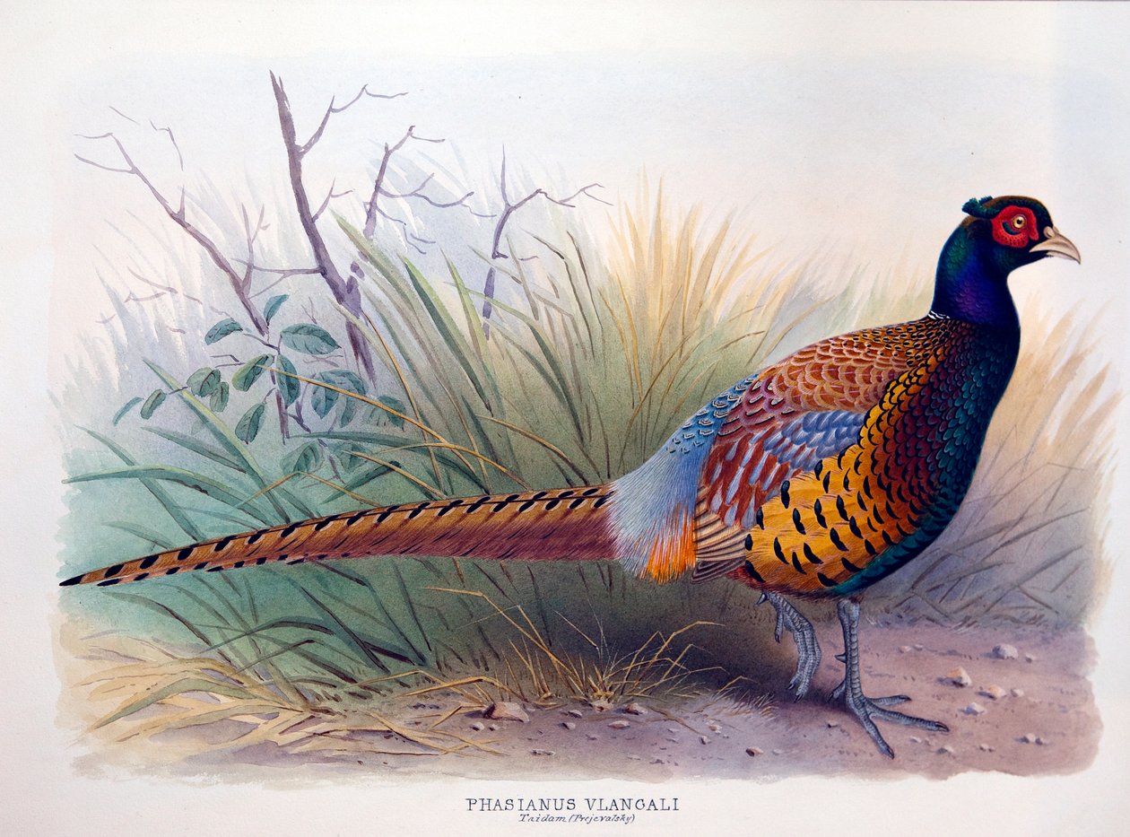Phasianus vlangali, c.1896-1921 de Henry Jones