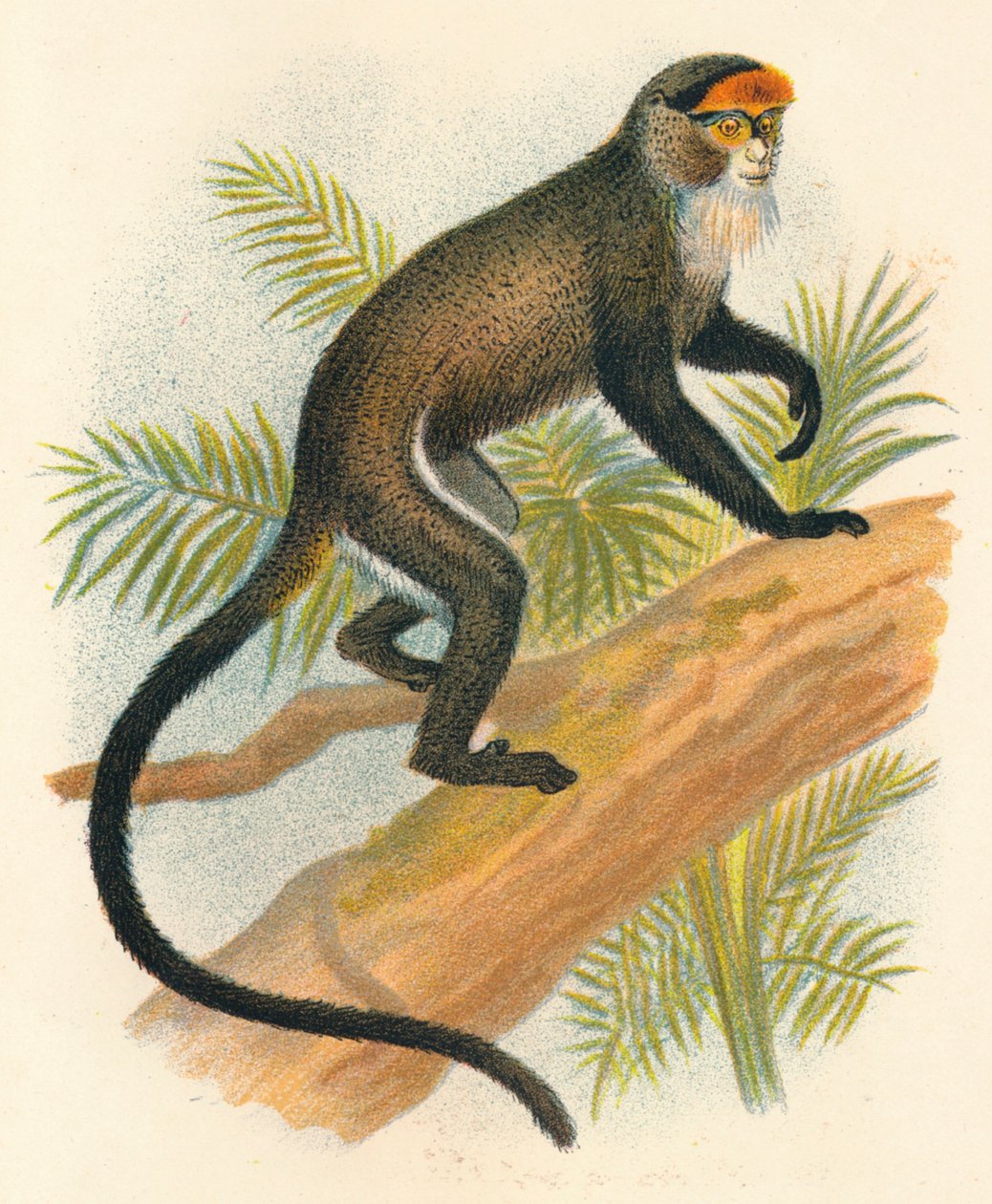 De Brazzas Guenon, 1897 de Henry Ogg Forbes