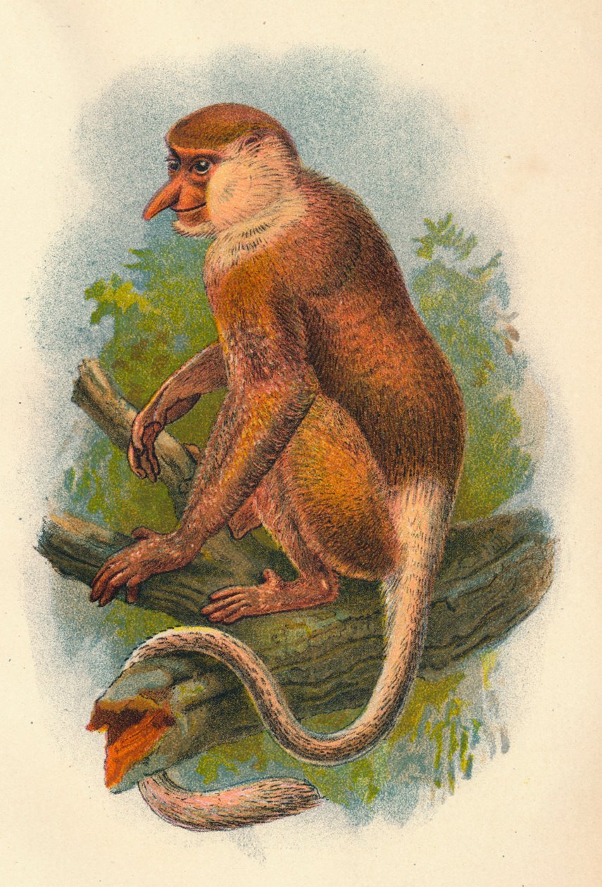 O macaco-narigudo, 1897 de Henry Ogg Forbes