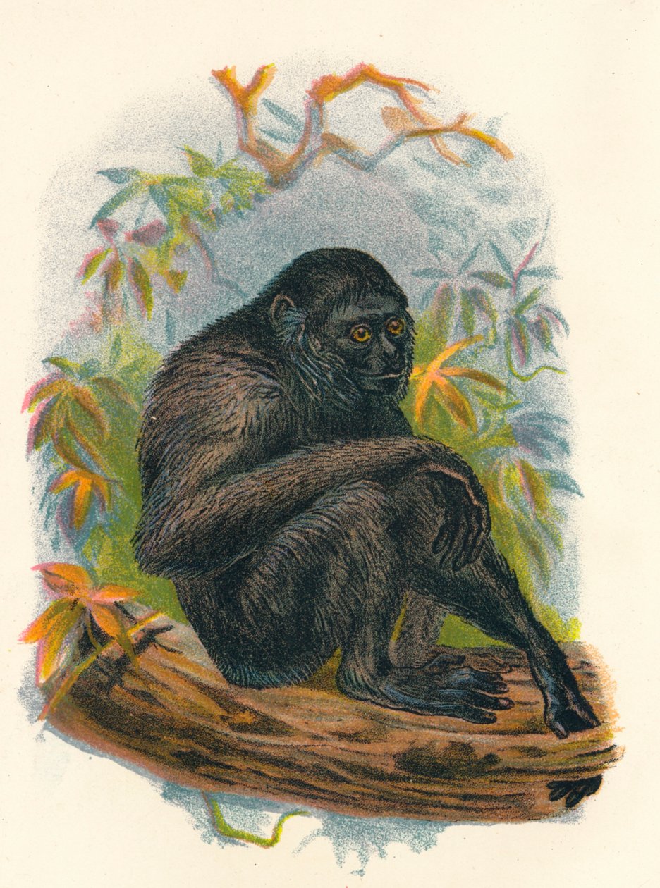 O Gibão Siamang, 1897 de Henry Ogg Forbes