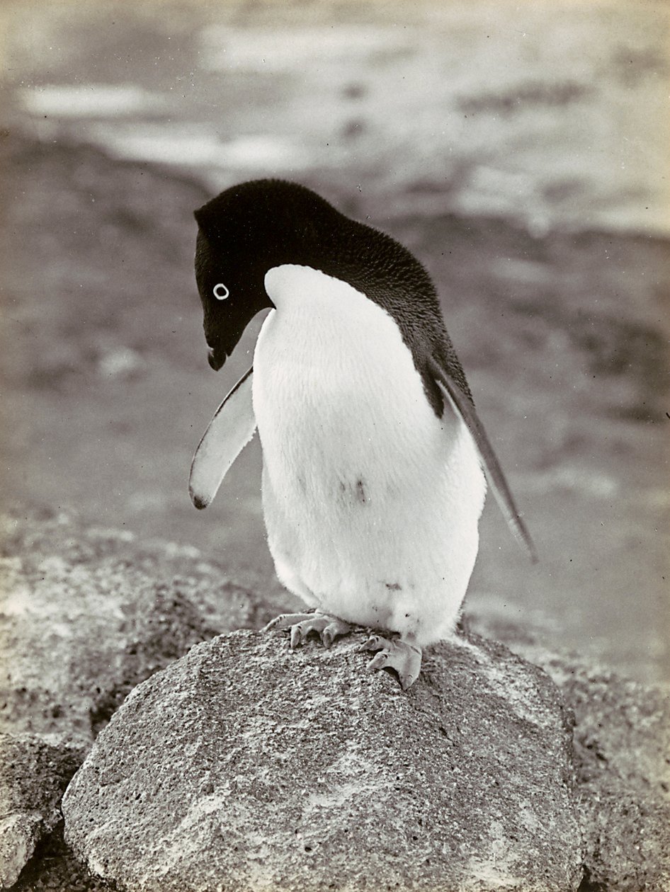Um pinguim na Antárctida de Herbert Ponting