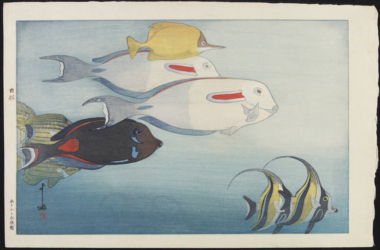 O aquário de Honolulu de Hiroshi Yoshida