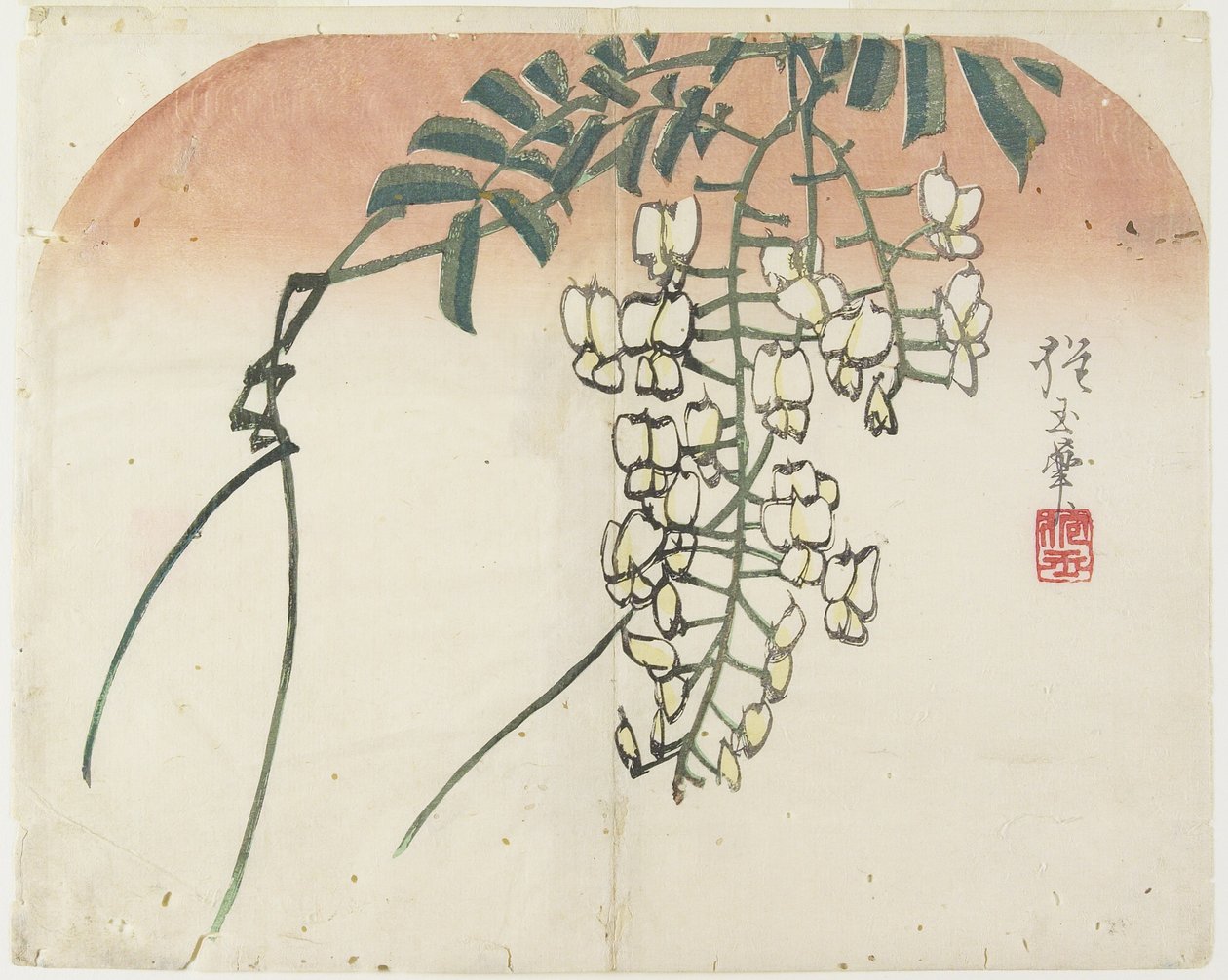 (White Wisteria), c. 1830 de Hogyoku