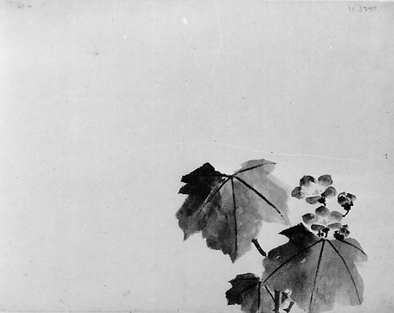 Campânula, século XIX. de Hokusai School.