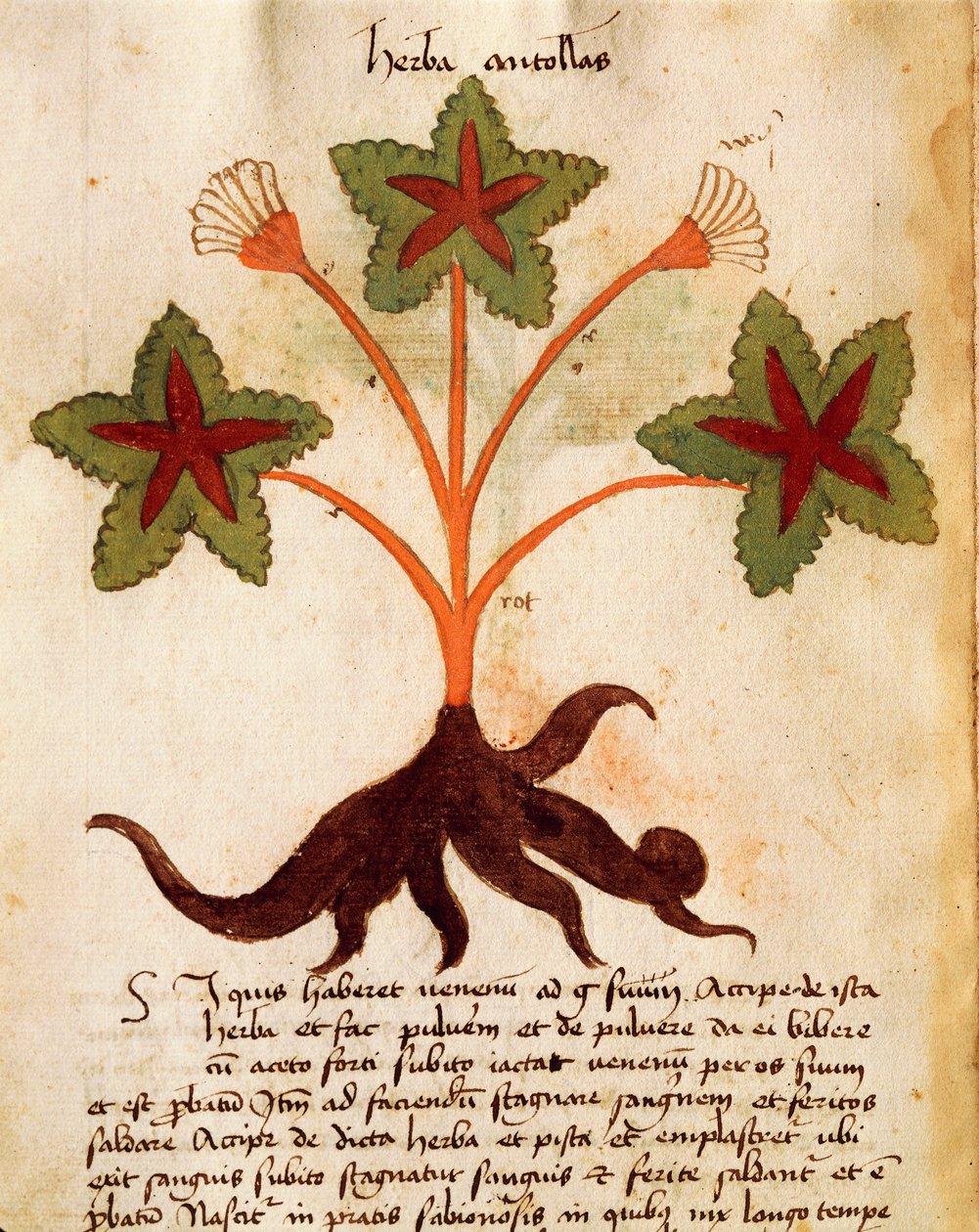 Herba Antollas de Italian School