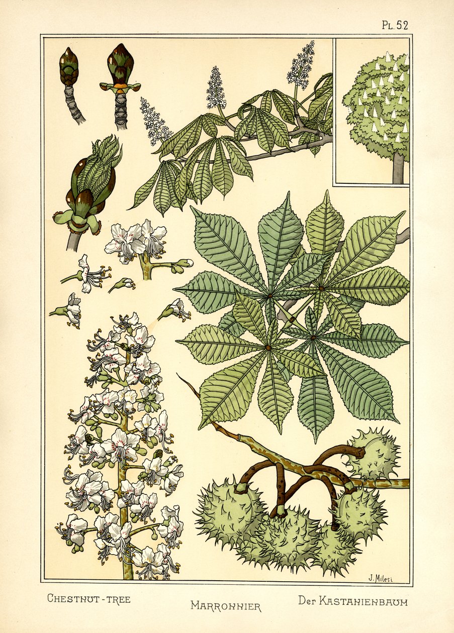 A árvore de castanha de J. Milesi