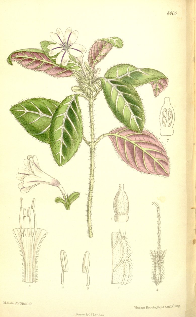 Acanthaceae de J.N. Fitch