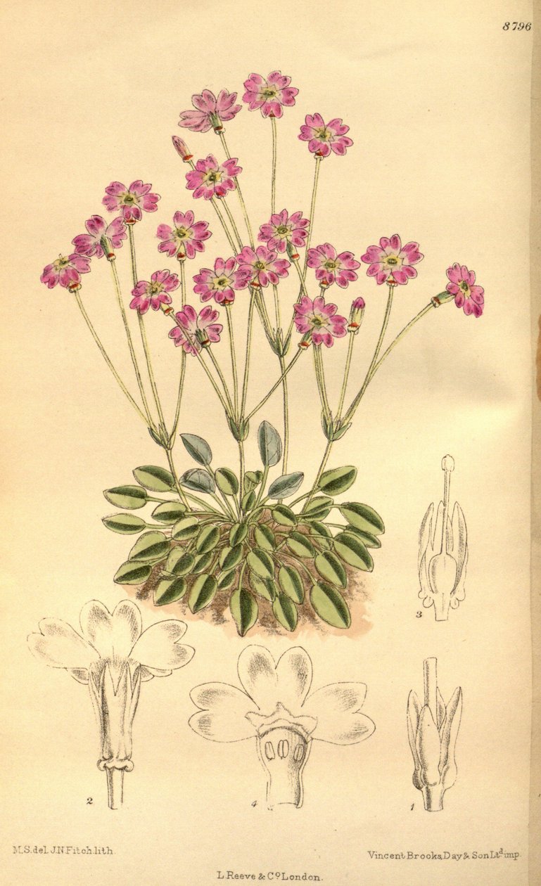 daisy Tibelica, Primulaceae de J.N. Fitch