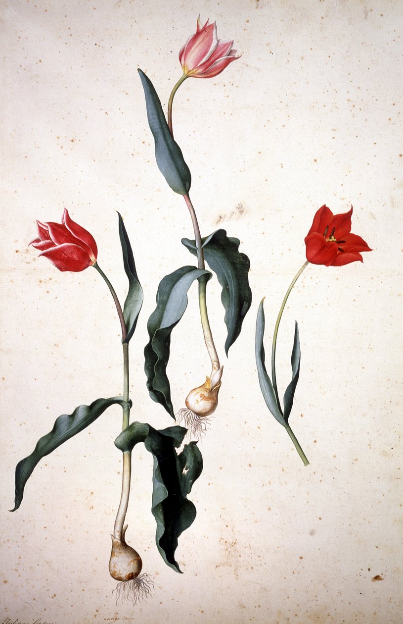 Herbário: Tolipa Gesaeriana de Jacopo Ligozzi