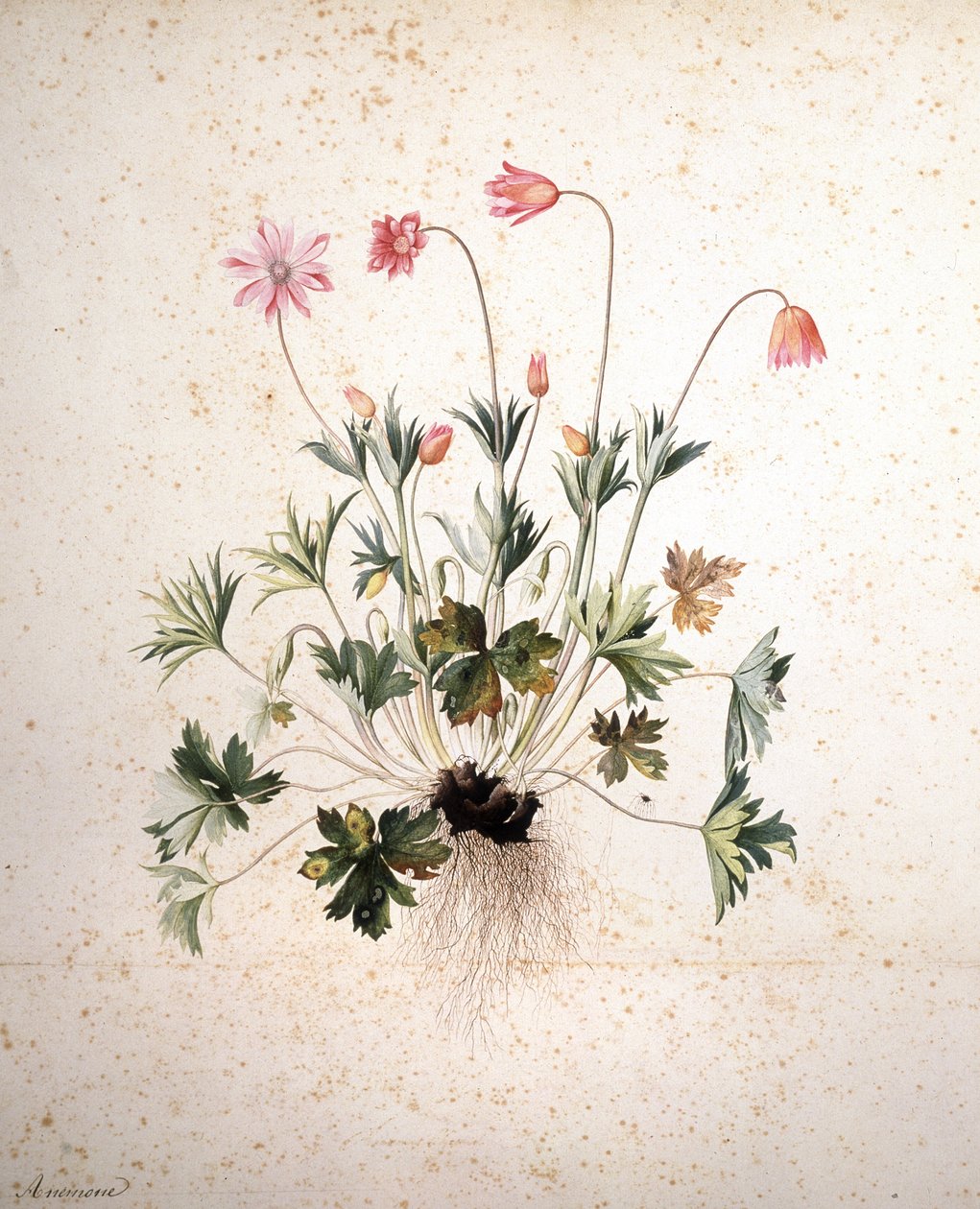 Imagem desconhecida de Jacopo Ligozzi