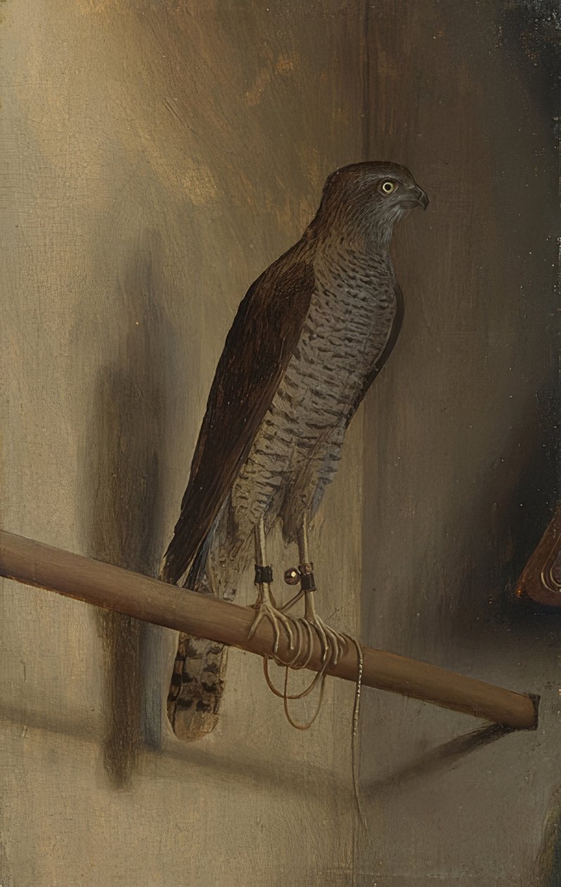 Um falcão pardal. 1510s de Jacopo de Barbari