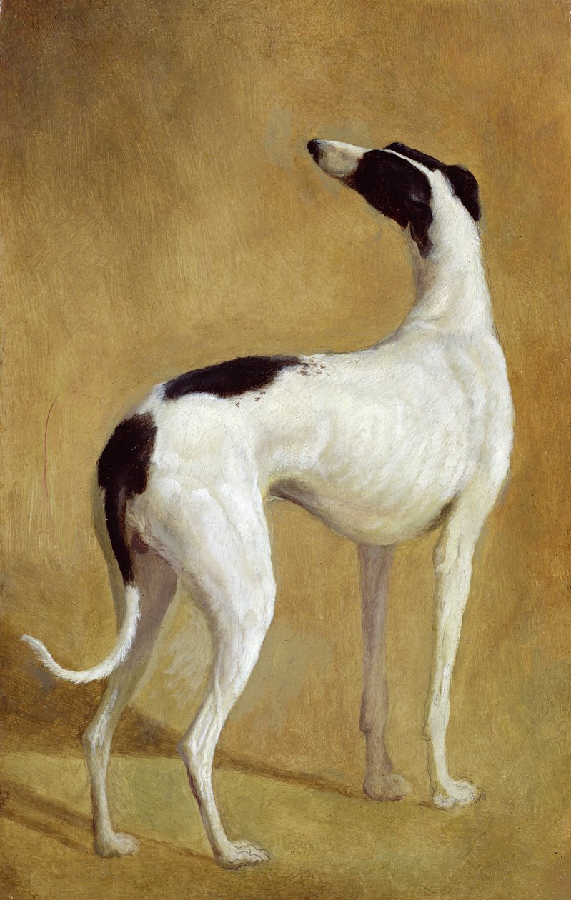 Estudo de um galgo de Jacques Laurent Agasse