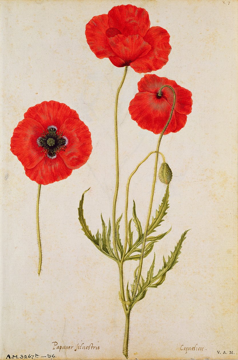 Rhoeas Papavares, c.1568 de Jacques Le Moyne