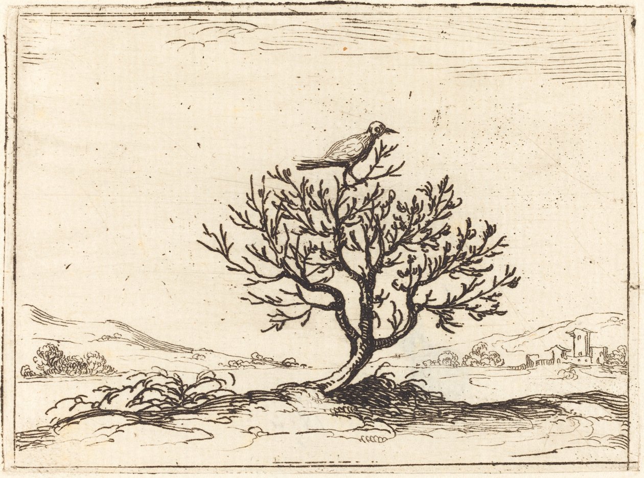 Rouxinol em um Bush de Jacques Callot