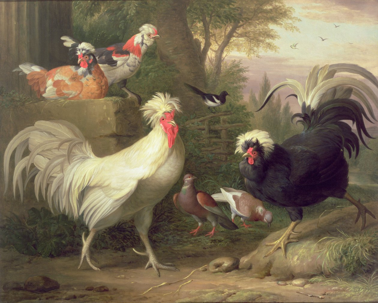 Galos e pombos de Jakob Bogdani or Bogdany