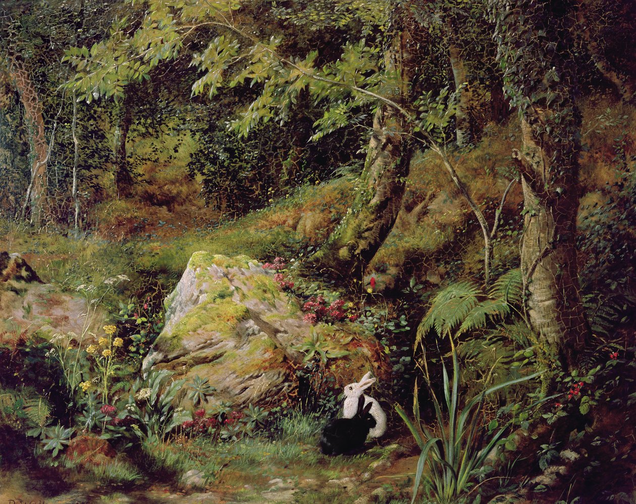 Coelhos vadios de James Collinson