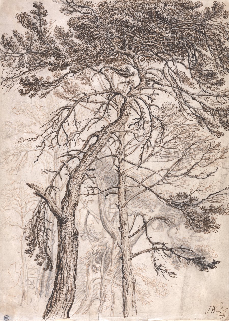 Estudo de Árvores de James Ward