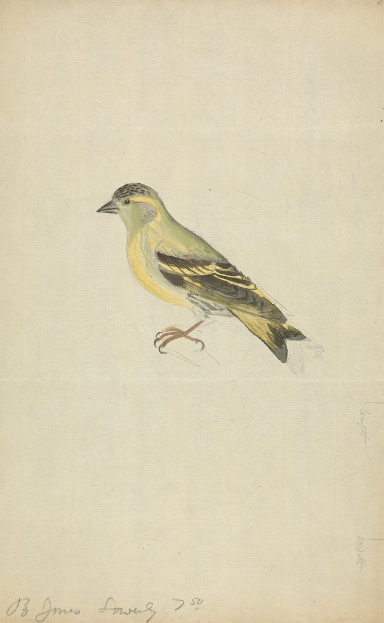 Um Finch (Siskin?) de James Sowerby