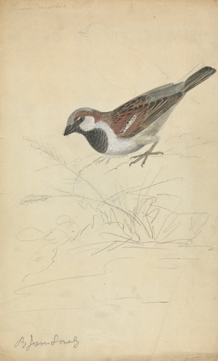 Um pardal doméstico de James Sowerby