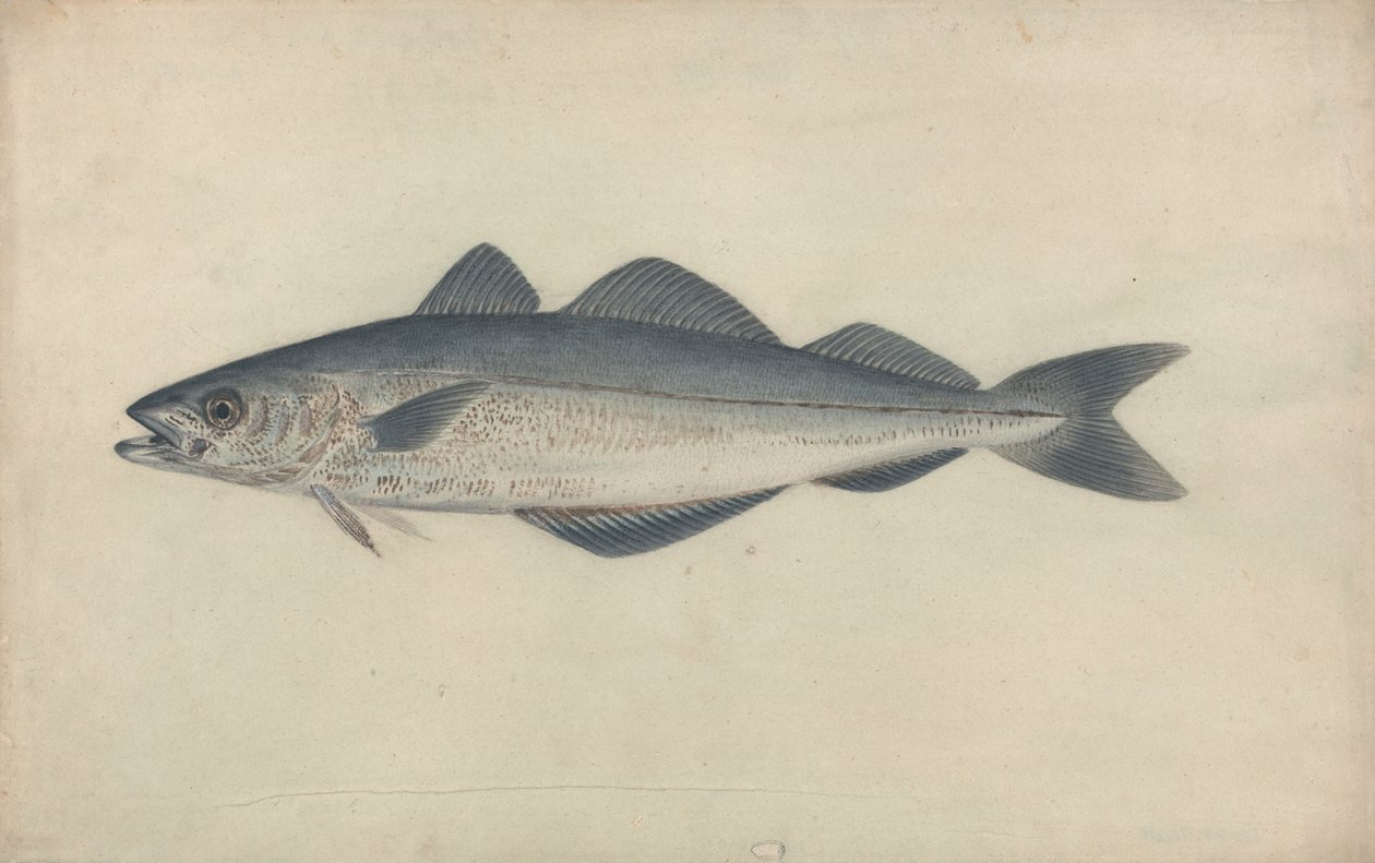 Carvão de peixe de James Sowerby