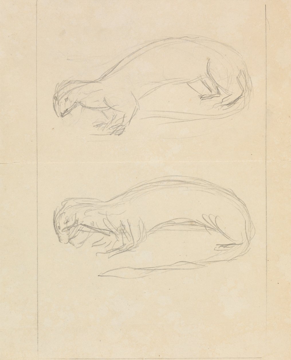 Duas doninhas de James Sowerby