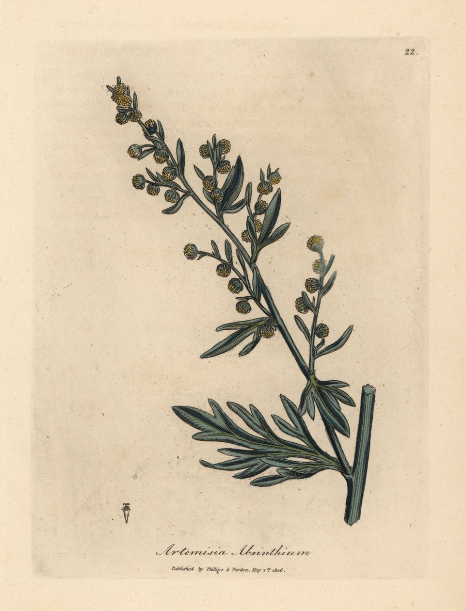 Absinto amarelo florido, Artemisia absinthium de James Sowerby