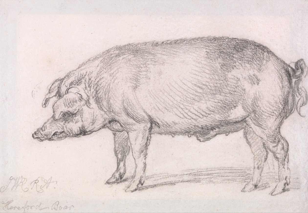 Javali de Hereford de James Ward