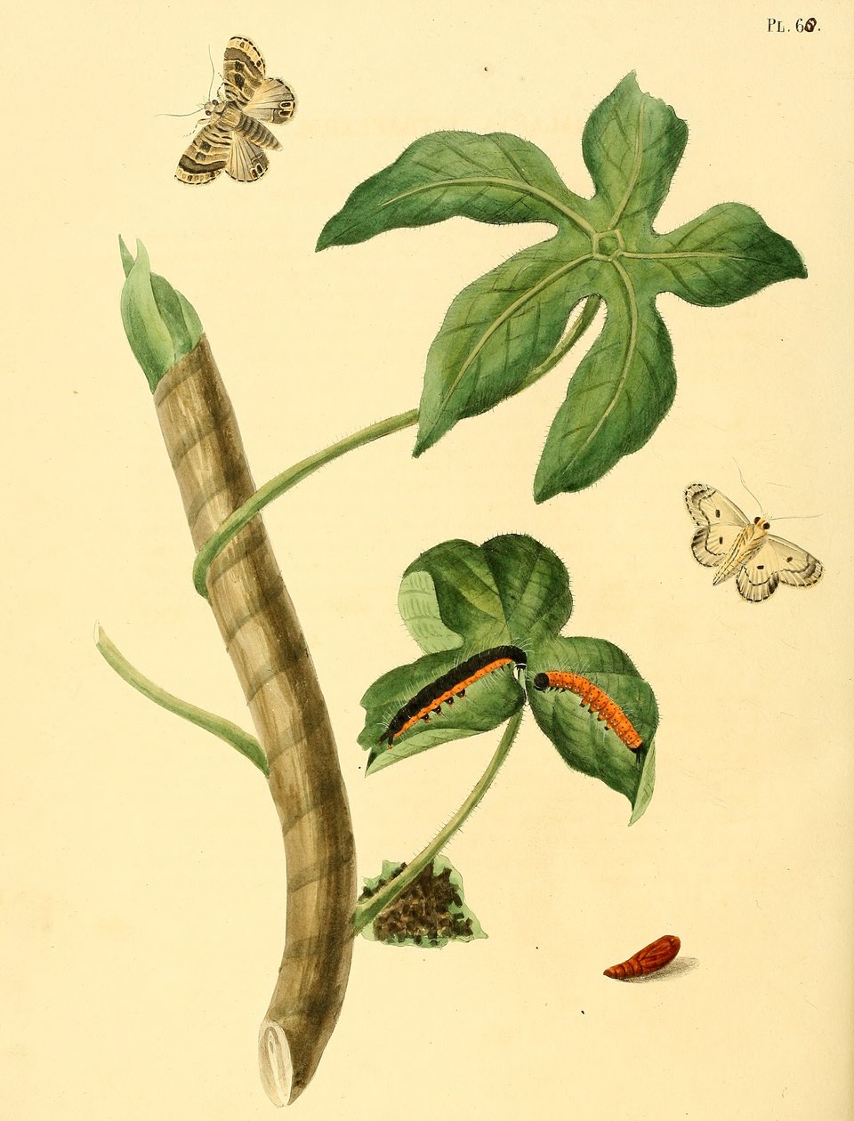 Phalaena ditrapezium de Jan Christiaen Sepp