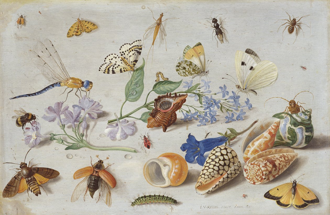 Borboletas e outros insetos, 1661 (óleo sobre cobre) de Jan van Kessel the Elder