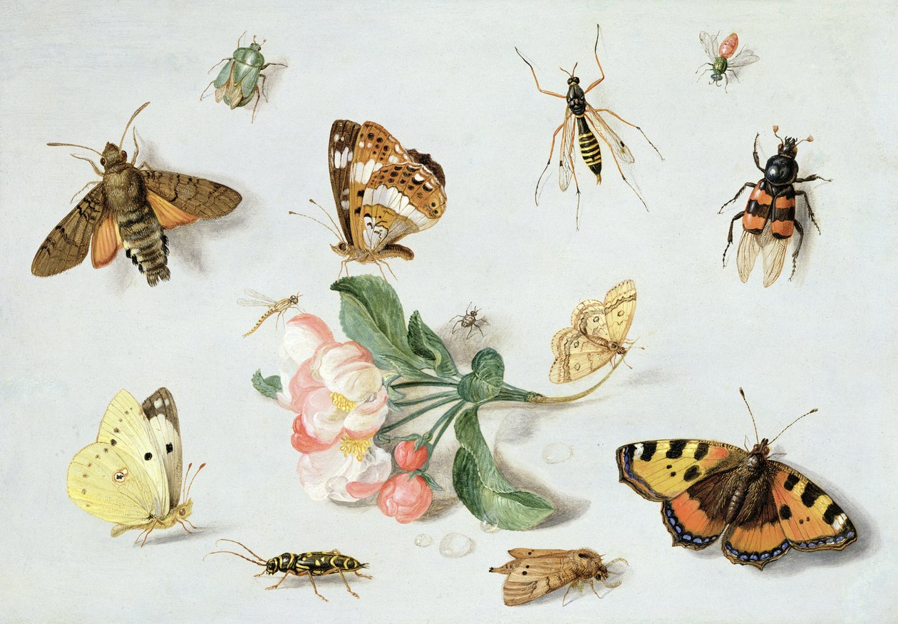Borboletas, mariposas e outros insetos com um raminho de flor de maçã (óleo sobre cobre) de Jan van Kessel the Elder