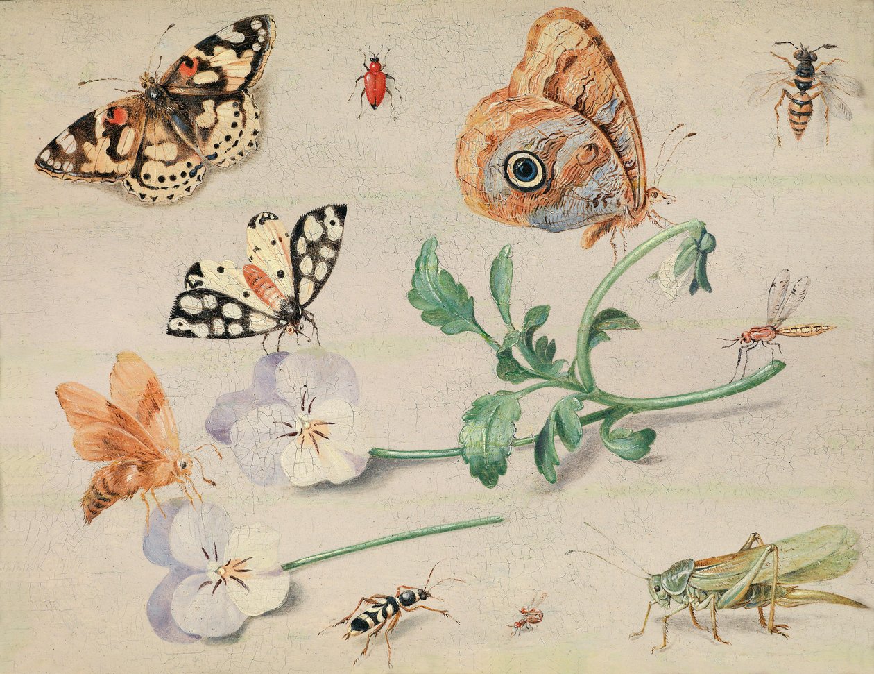 Estudo de insetos e flores de Jan van Kessel the Elder