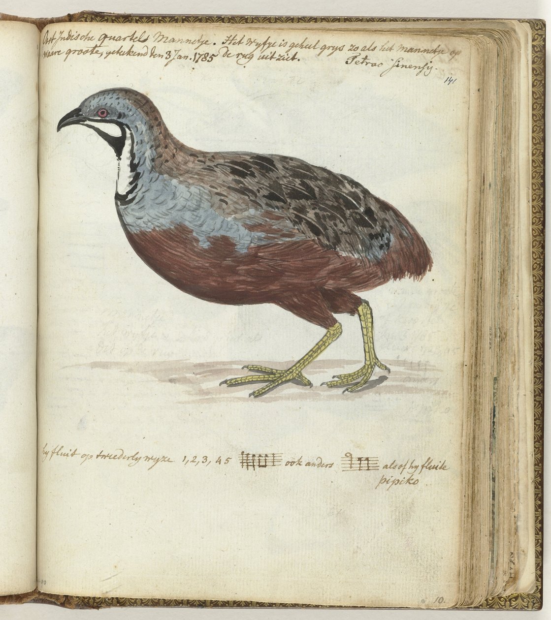 Codorna de peito azul de Jan Brandes