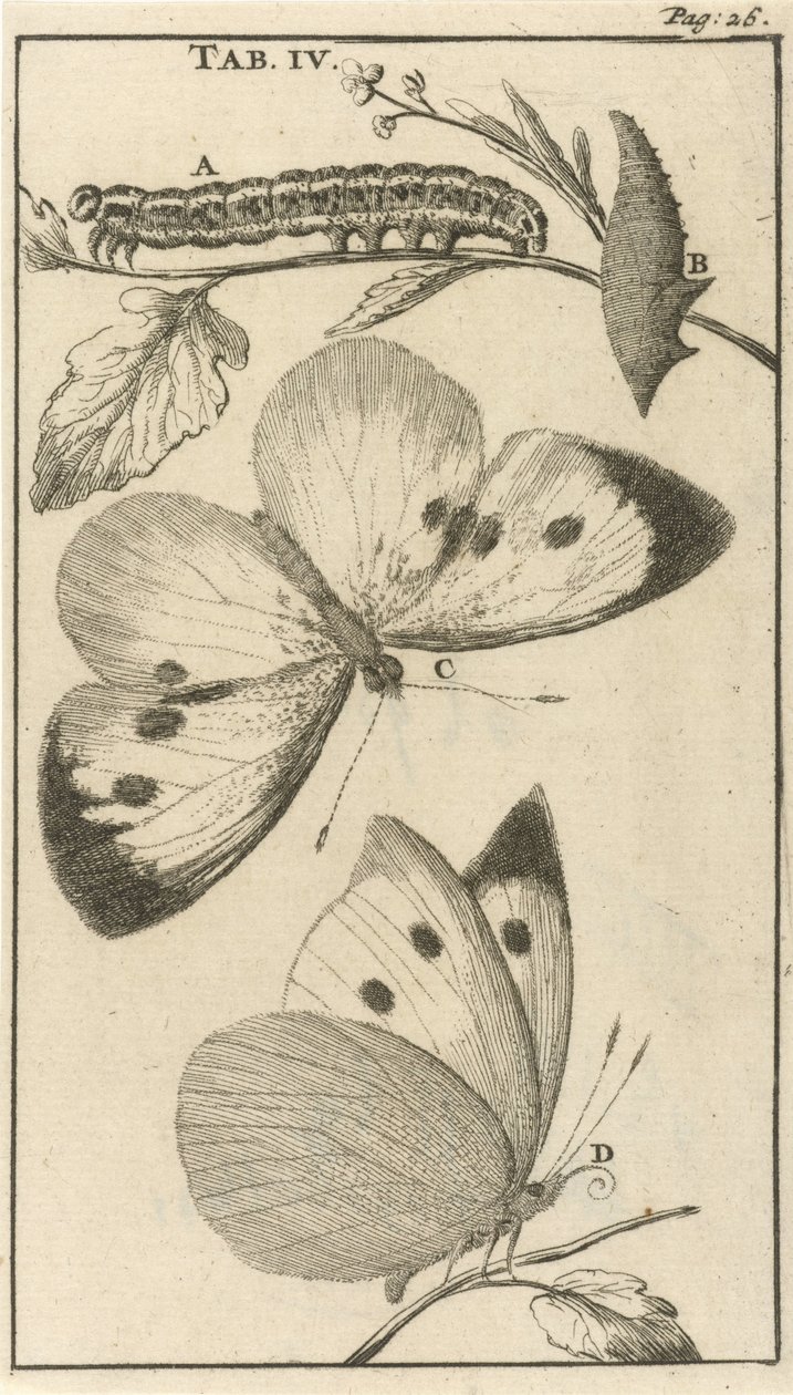 Lagartas, pupas e borboletas IV de Jan Luyken