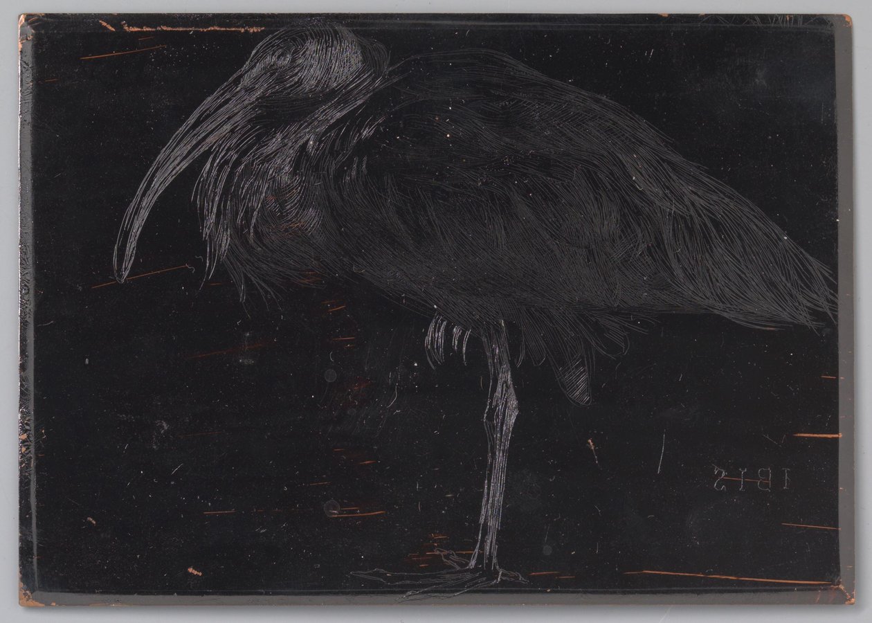 Ibis (título original no objeto) de Jan Veth