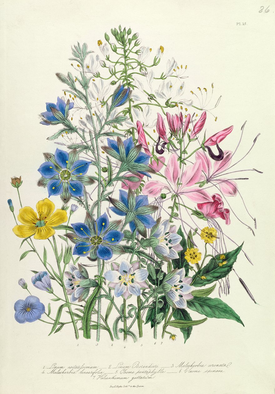 Aciano, prato 15 de &39;The Ladies&39; Flower Garden &39;, publicado em 1842 de Jane Loudon