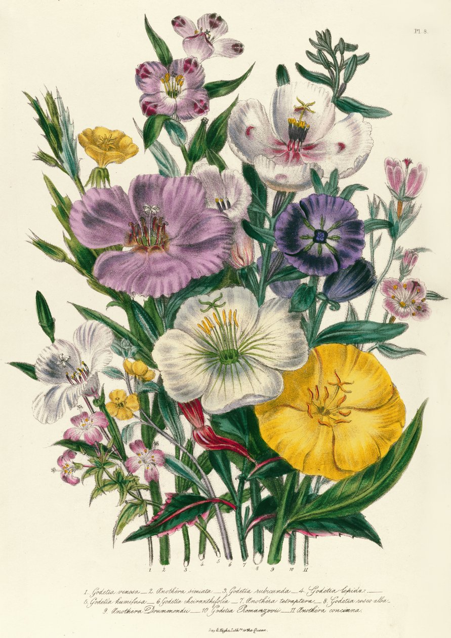 Godetia e Anothera, prato 8 de &39;The Ladies&39; Flower Garden &39;, publicado em 1842 de Jane Loudon