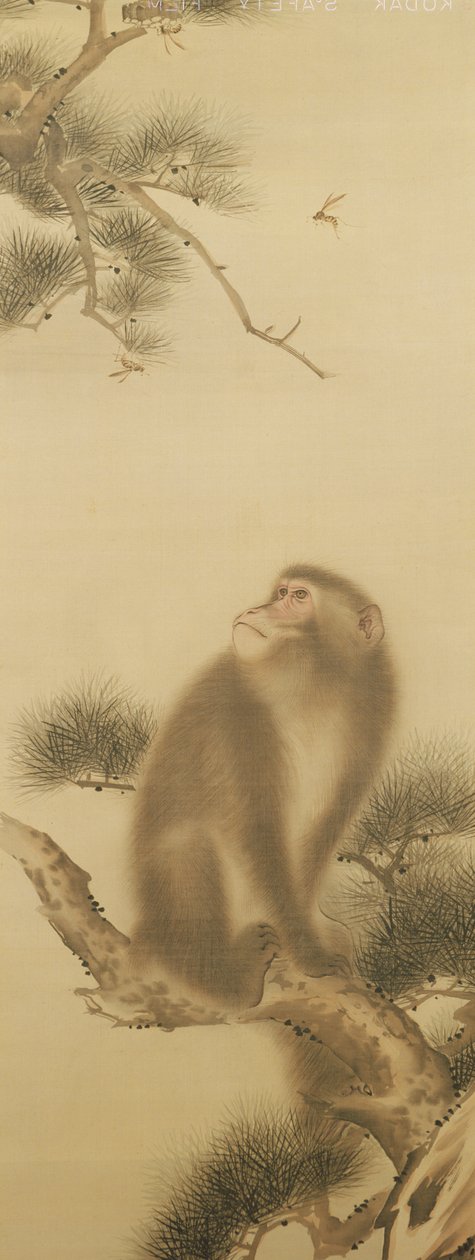 Macaco assistindo uma libélula (tinta no papel) de Japanese School