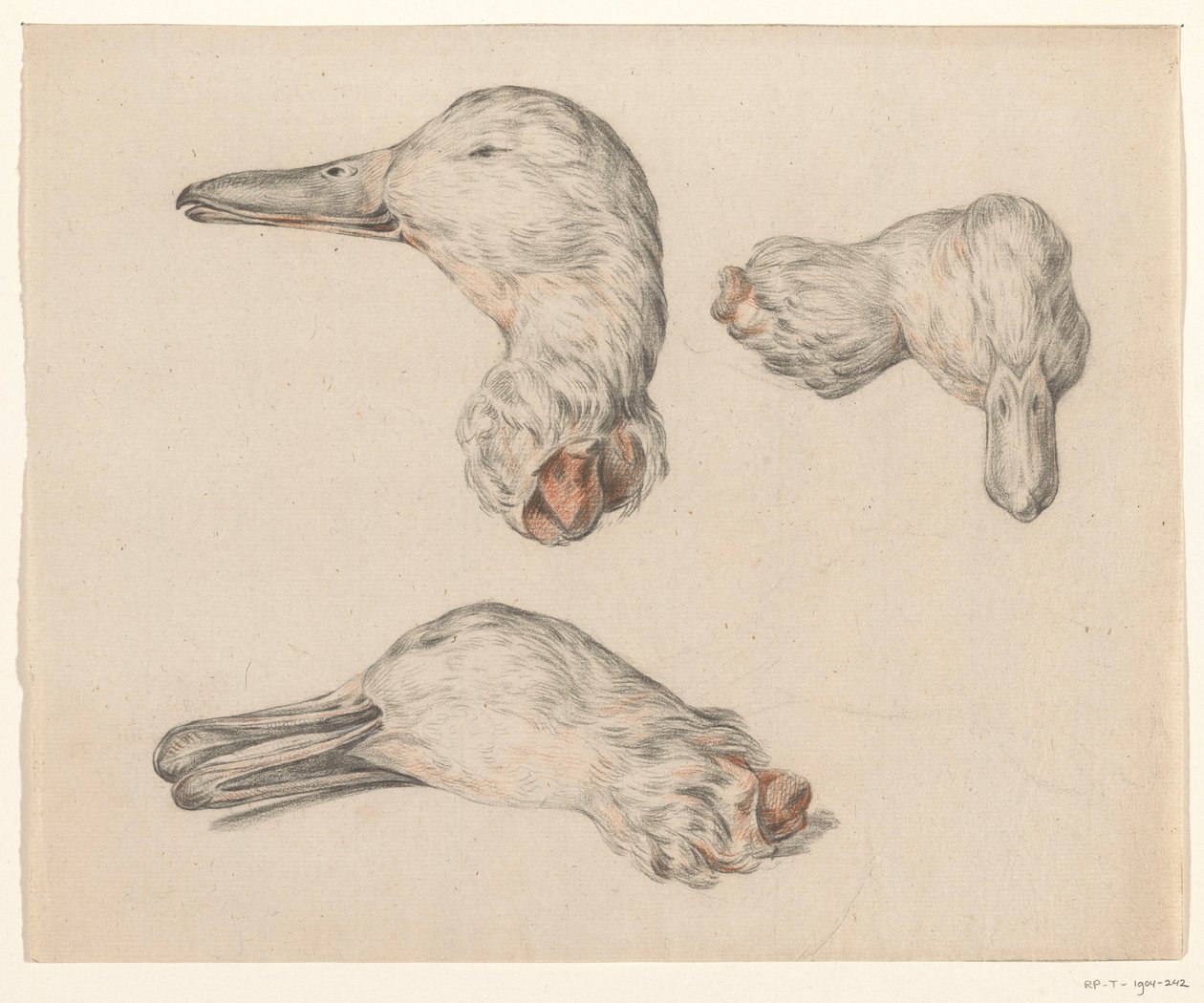 Cabeça cortada de um pato de Jean Bernard