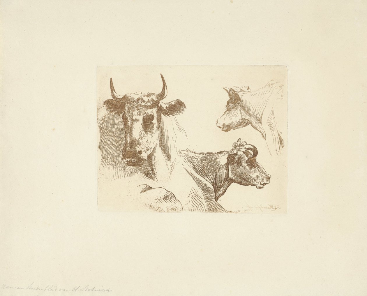 Três cabeças de vaca de Jean Zacherie Mazel
