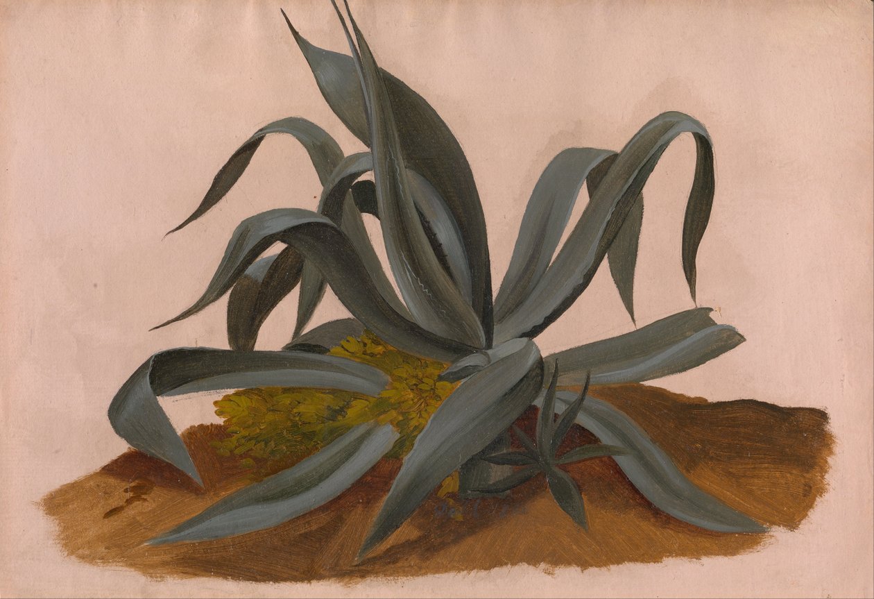 Estudo de um Agave de Johan Christian Dahl