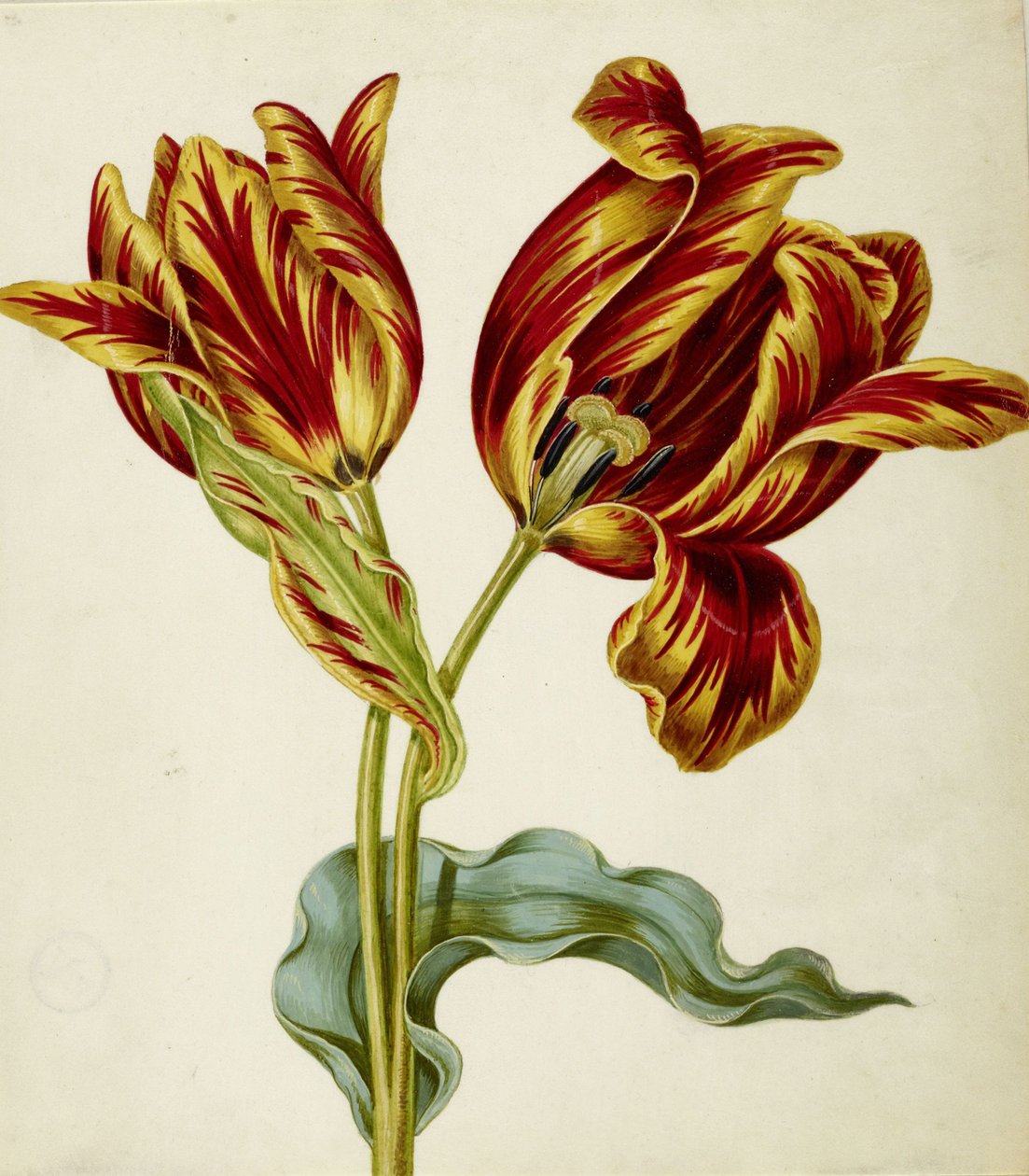 Tulip, c. 1660. de Johann Bartholomäus Braun