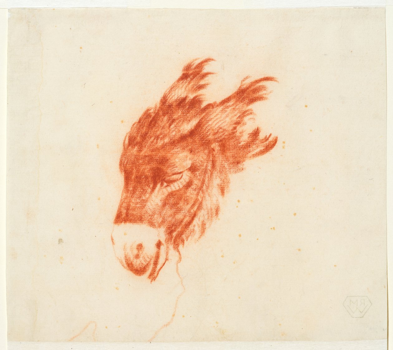 Cabeça de burro de Johann Elias Ridinger