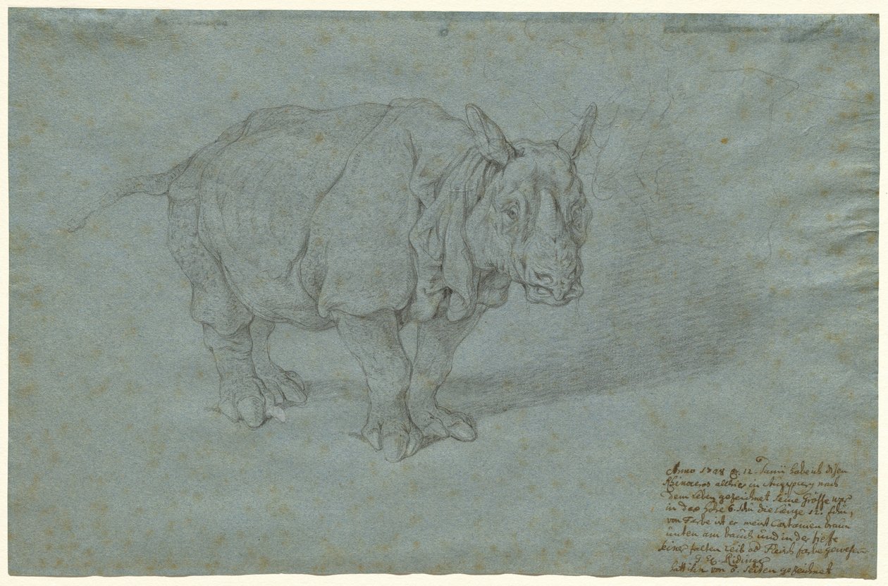 O Rinoceronte "Senhorita Clara" de Johann Elias Ridinger