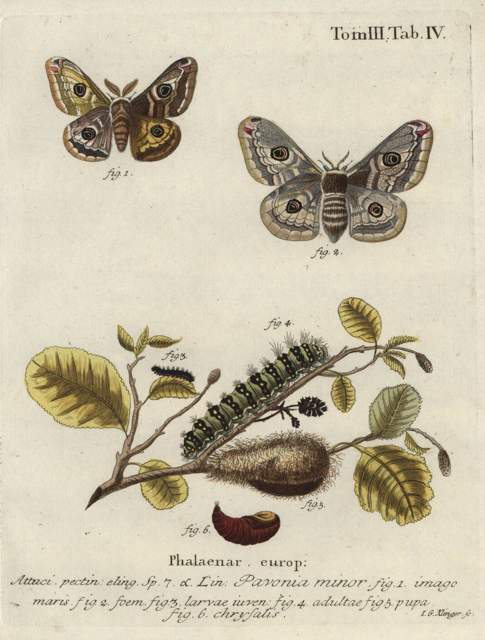 Imagem desconhecida de Johann Georg Klinger