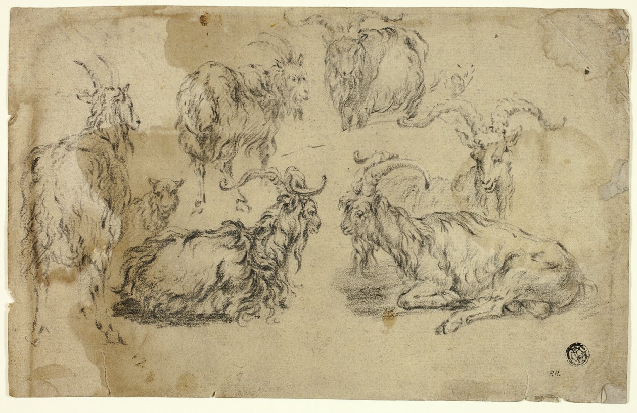 Esboços de cabras de Johann Gottlieb Hackert