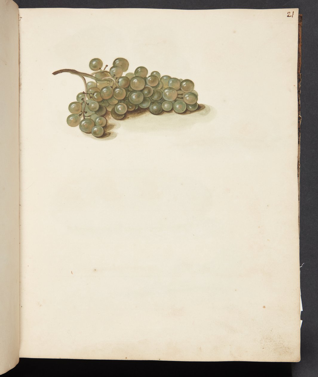 Estudo de uvas de Johanna Fosie