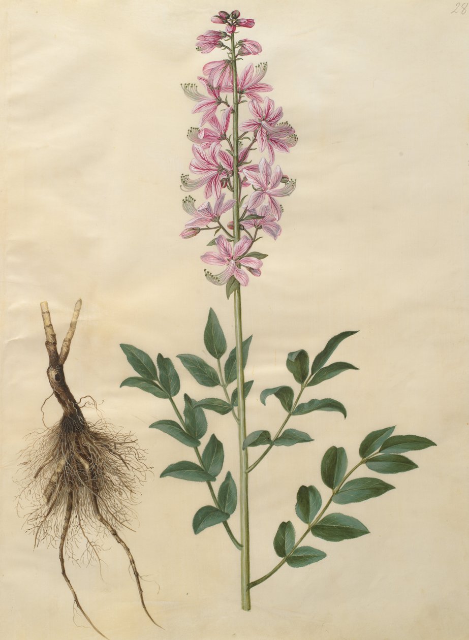 Dictamnus albus de Johannes Simon Holtzbecher