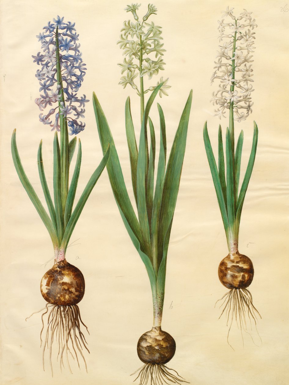 Hyacinthoides orientalis simp e pl de Johannes Simon Holtzbecher